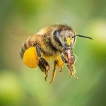 abeja llevando polen