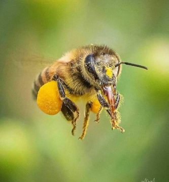 abeja llevando polen