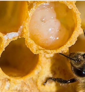 abeja y jalea real