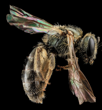 abeja que come sudor