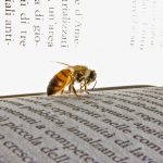 libro abeja diccionario glosario
