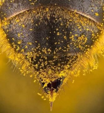 aguijón de las abejas