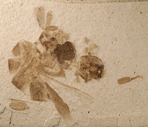 Apis nearctica, fosil , La abeja melífera más antigua conocida de América del Norte, conservada como una carbonización en roca de grano fino