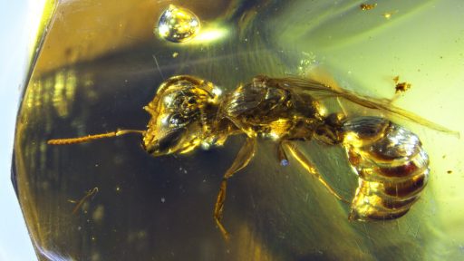 Avispa penfredonina, fosil de Avispa penfredonina, abejas antiguas, Evolución y registro fósil de abejas
