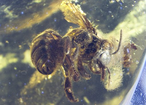 Ctenoplectrella viridiceps, Evolución y registro fósil de abejas, fósil,, abejas antiguas
