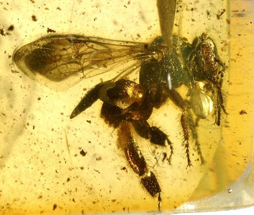 Melisitas trigona, fosil, Evolución y registro fósil de abejas, abejas antiguas