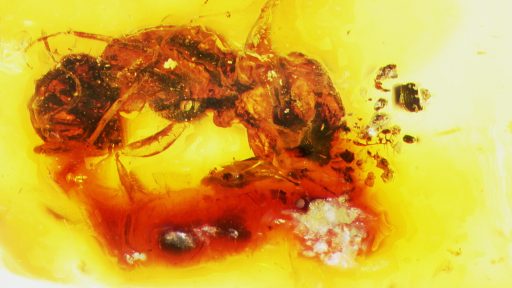 La abeja más antigua registrada Melittosphex burmensis, fosil de abeja, Las abejas a través del tiempo 
