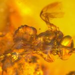 Evolución y registro fósil de abejas, Nogueirapis silaceae, fosiles de abejas, la historia de las abejas