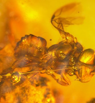 Evolución y registro fósil de abejas, Nogueirapis silaceae, fosiles de abejas, la historia de las abejas