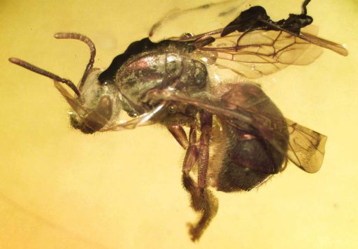 Oligochlora eickworti, abejas antiguas, fosil
Evolución y registro fósil de abejas
