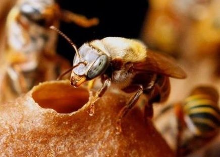 Melipona Beecheii, la abeja sagrada Maya, Miel de abejas sin aguijón en el tratamiento de úlceras de pie diabético