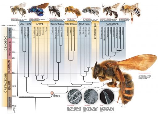 evolución de las abejas, Evolución y registro fósil de abejas, fósil abejas