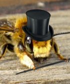 la personalidad de las abejas