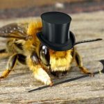 la personalidad de las abejas