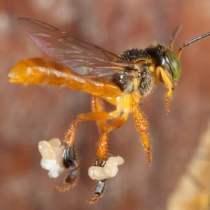 abeja angelita, también conocida como yateí o yatey, doncella, Mariola y Mariaseca (Tetragonisca angustula)