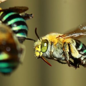 abeja de bandas azules (Amegilla cingulata)