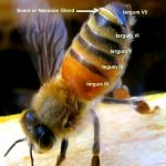 La feromona Nasanov de las abejas