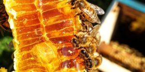 la miel pura se cristaliza