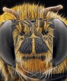 las abejas ven el mundo 5 veces mas rapido que los humanos