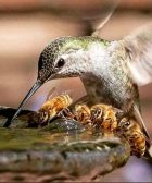 Comparativa de polinización entre abejas y colibríes