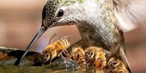 Comparativa de polinización entre abejas y colibríes