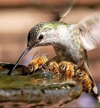 Comparativa de polinización entre abejas y colibríes