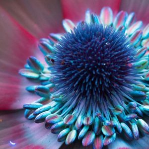 Craig Burrows, asi ven el mundo las abejas