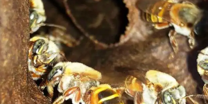 la-importancia-de-la-miel-en-la-cosmogonia-maya