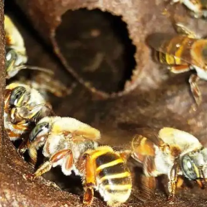 la-importancia-de-la-miel-en-la-cosmogonia-maya