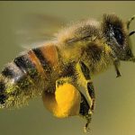 como se orientan las abejas