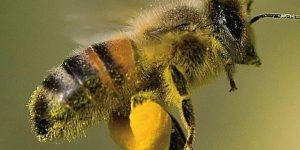 como se orientan las abejas