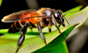 apis dorsata abeja gigante asiatica