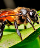 apis dorsata abeja gigante asiatica