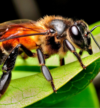 apis dorsata abeja gigante asiatica