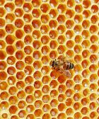 panal de abejas
