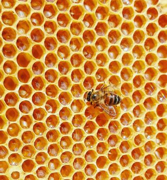 panal de abejas