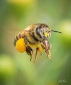 abeja llevando polen