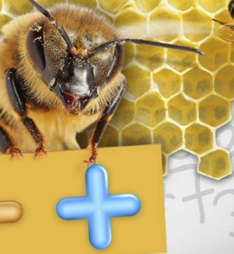 abejas cuentan y saben matematicas