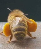 abeja recolectora de polem de espaldas