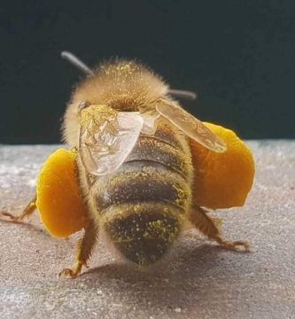 abeja recolectora de polem de espaldas