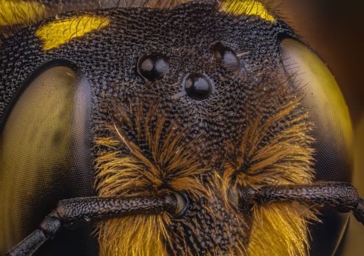 Ojos simples u Ocelos de la abeja