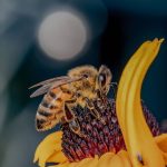¿Cómo podemos ayudar a las abejas?