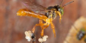 abeja angelita, también conocida como yateí o yatey, doncella, Mariola y Mariaseca (Tetragonisca angustula)