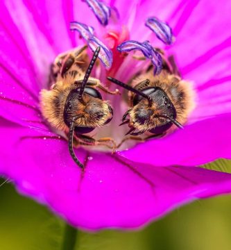 las abejas duemen