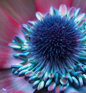 Craig Burrows, asi ven el mundo las abejas