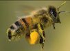 como se orientan las abejas